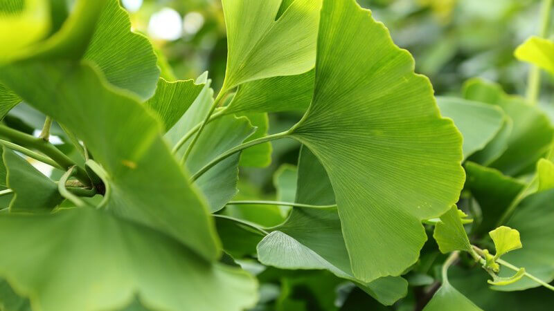 Nahaufnahme von grünen Ginkgo-Blättern am Baum