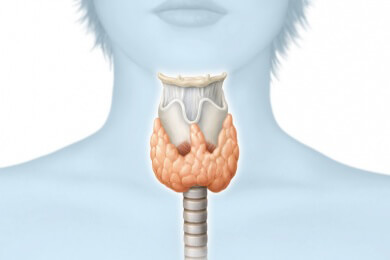 Erhöhung der Schilddrüsenhormone ernst nehmen: Risiko für Hirn- und Herzinfarkte sowie Demenz steigt