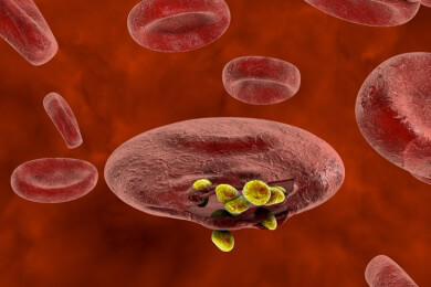 Schwere Malaria abschwächen: Deutsche Forscher entwickeln eine Idee