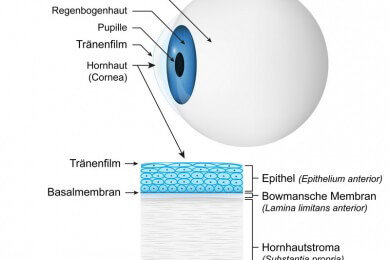 Trotz kranker Hornhaut wieder sehen: Forscher transplantieren Hornhaut und Stammzellen