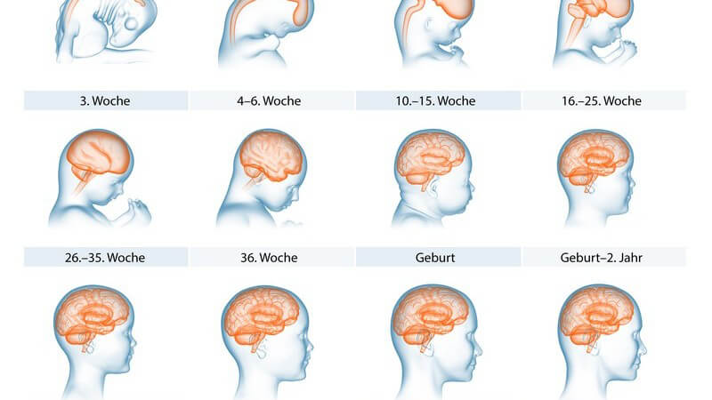 Grafische Darstellung der Entwicklung des Gehirns in zwölf Schritten von der 3. Woche bis zum 11. Jahr, mit Beschriftung
