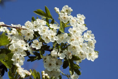 Helfen Weißdornpräparate bei einer Herzinsuffizienz? Ärzte sprechen neue Empfehlungen aus