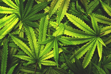 Cannabis für Kassenpatienten: Die Therapie wird ab jetzt von den Kassen getragen