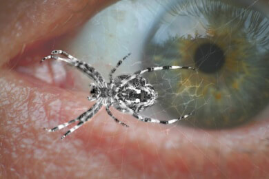 Virtual-Reality-Brille als Therapieinstrument bei Spinnenphobie