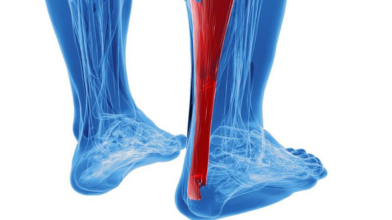 3-D-Grafik der Beine, blaue Füße und Unterschenkel vor weißem Hintergrund, rot hervorgehobene Achillessehne