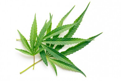 Klartext zur Cannabis-Therapie: Wie soll "Gras auf Rezept" funktionieren?