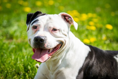 Deutschland liebt Hunde: Aber wann und wie wird ein Tier als gefährlich eingestuft?