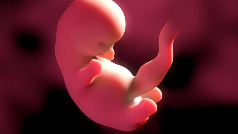 Rote 3-D-Grafik eines Embryos in der 6. Schwangerschaftswoche (6. SSW)