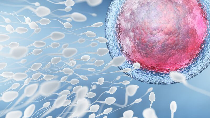 Grafik mit schwimmenden Spermien auf dem Weg zu und in eine Eizelle, blauer Hintergrund