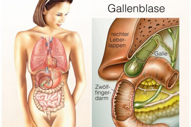 Gallengänge im Labor gezüchtet