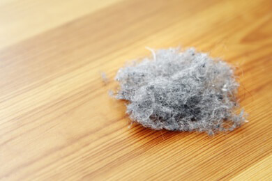 Forscher sehen Hausstaub als möglichen Dickmacher