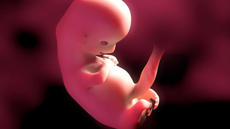 Rote 3-D-Grafik eines Embryos in der 9. Schwangerschaftswoche (9. SSW)
