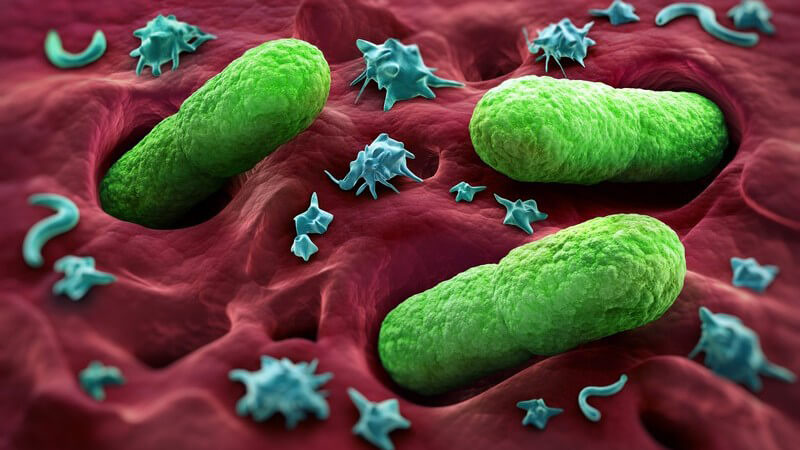 3-D-Grafik dreier grüner Bakterien, die in rötliches Gewebe eindringen