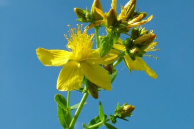 Schöllkraut nicht bei Leberproblemen anwenden