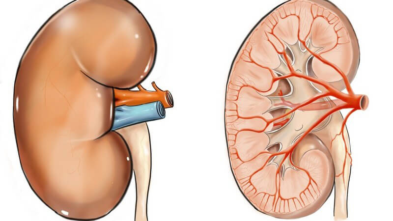 Zwei Grafiken einer menschlichen Niere, einmal von außen, einmal im Querschnitt