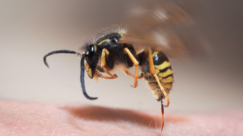 Nahaufnahme einer Wespe, die während des Fluges mit langem Stachel in die Haut sticht