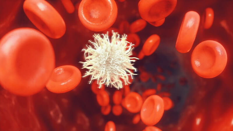 Grafik einer weißen Krebszelle inmitten roter Blutkörperchen in einer Blutbahn