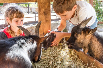 Neue Yoga-Variante aus den USA: Goat Yoga