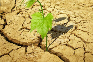 Selbstmordrate steigt durch Klimawandel
