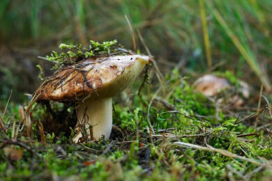 Einige Pilze in Bayern auch heute noch strahlenbelastet als Folge der Tschernobyl-Katastrophe