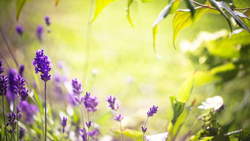 Lila blühender Lavendel im Sonnenlicht umgeben von Grün