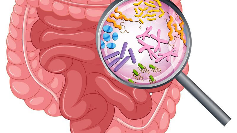 Grafische Darstellung eines Magen-Darm-Bereiches mit bunten Bakterien unter einer Lupe