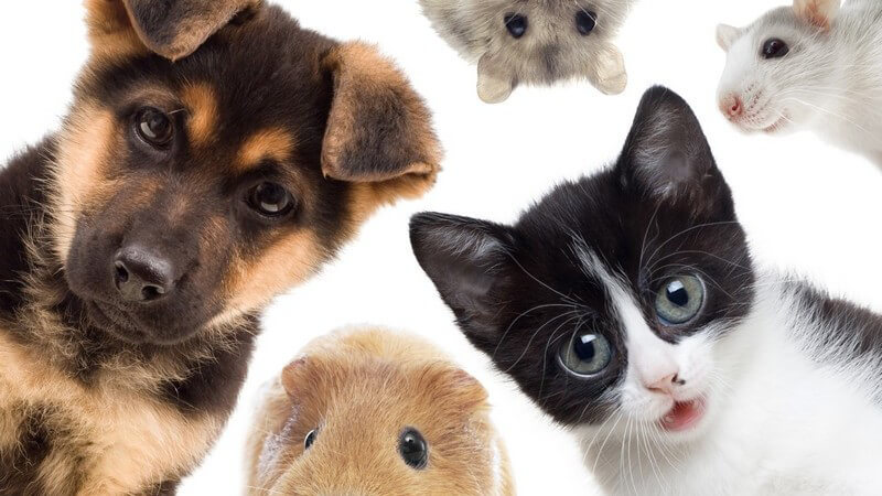 Füng verschiedene Haustiere vor weißem Hintergrund - Hund, Katze, Hamster, Meerschweinchen und Maus oder Ratte