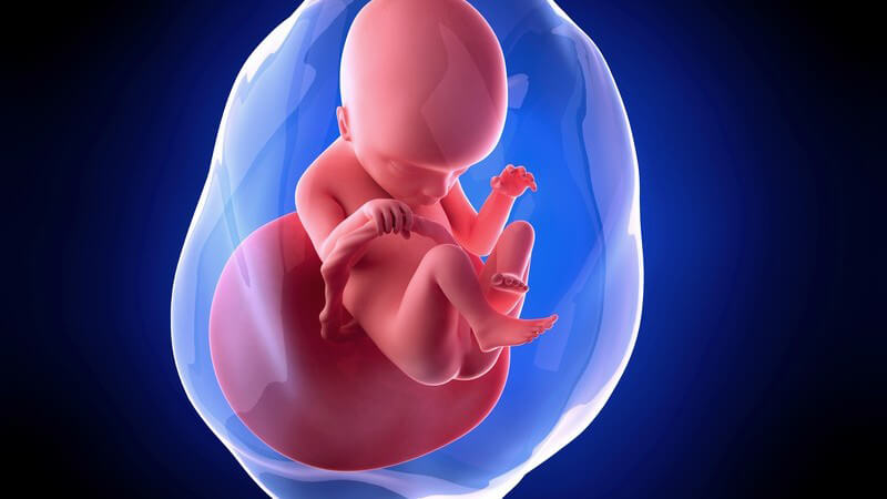 Blaue 3-D-Grafik eines Embryos in der 18. Schwangerschaftswoche (18. SSW)