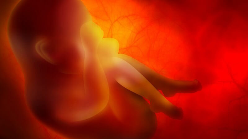Zusammengekauerter Embryo im Mutterleib