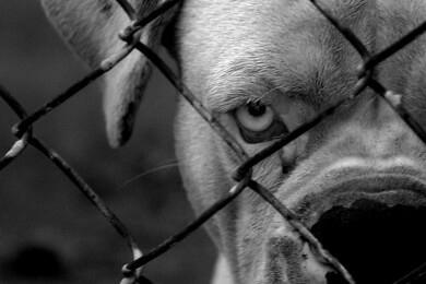 Viele Deutsche haben schon einmal schlechte Erfahrungen mit Hunden gemacht