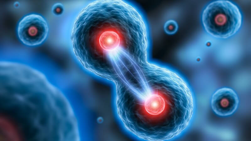 3-D-Grafik einer Zellteilung, zwei aneinander liegende blaue Zellen mit rot leuchtenden Zellkernen