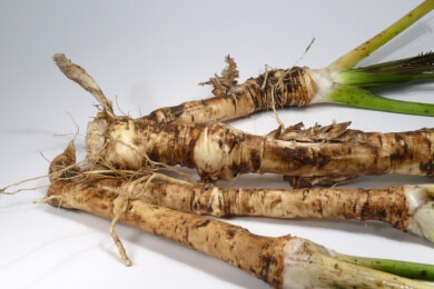 Meerrettich gut gegen Erkältungs-Krankheiten