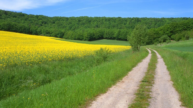 Feldweg an Feld mit gelben Blumen im Steigerwald