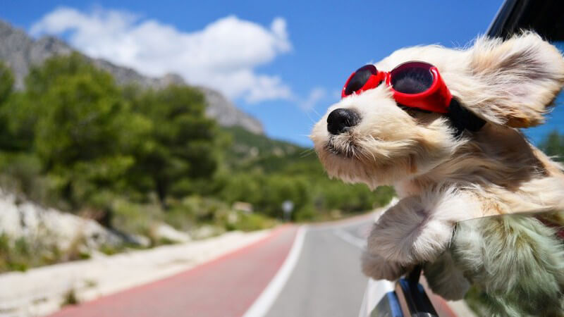 Hund mit Sportbrille lehnt während der Autofahrt aus dem Seitenfenster