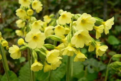 Oftmals auch ohne Antibiotika kann ein Nebenhöhlen-Infekt ausheilen