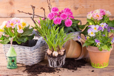 Einsatz von Pflanzgefäßen mit Stil