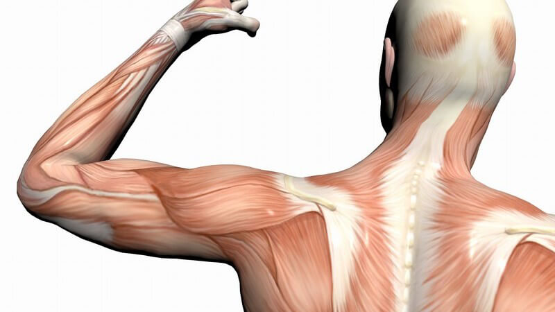 Rückenansicht Grafik muskulöser Mann