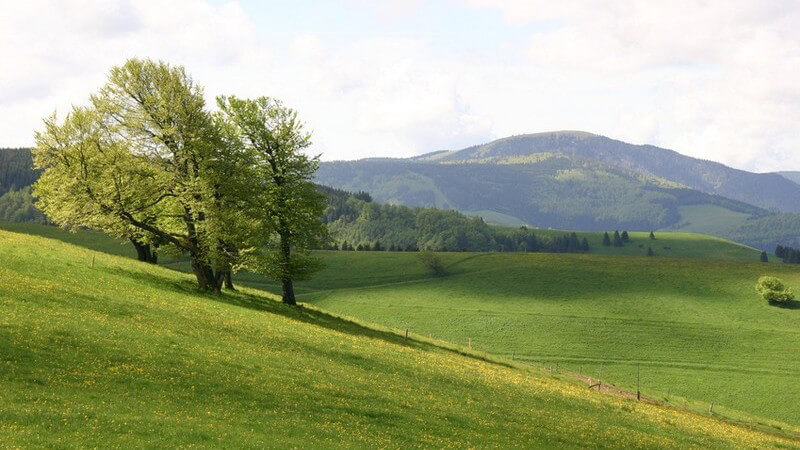 Grüne Wiese mit Blick ins Tal, 3 Bäume neigen sich im Wind nach links