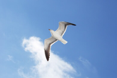 Zugvögel - Doping für mehr Ausdauer