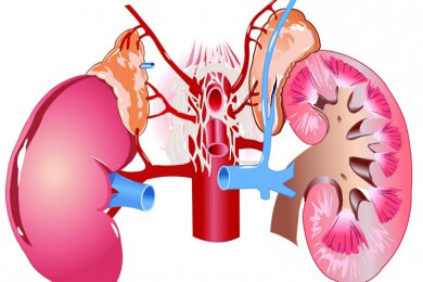 Heuschnupfen und Neurodermitis: Cortison eine Hilfe oder doch eher schädlich?