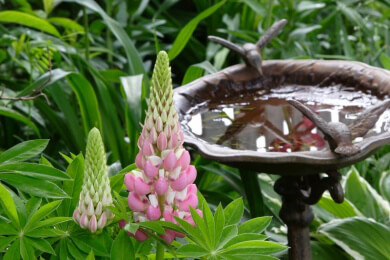 Vorsicht bei Berührungen mit der Herkulesstaude