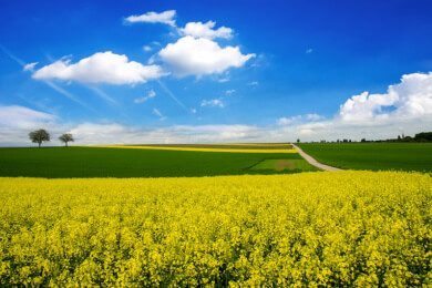 Frühling: Gelber Raps mit dem Gesundheitsplus