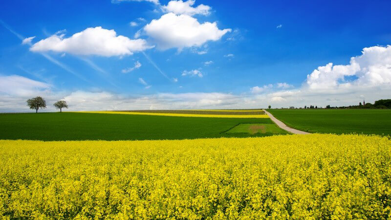 Raps und Weizen-Felder im Frühling oder Frühsommer unter blauem Himmel