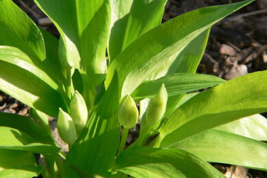 Tödliche Verwechslung zwischen Bärlauch und Herbstzeitlose