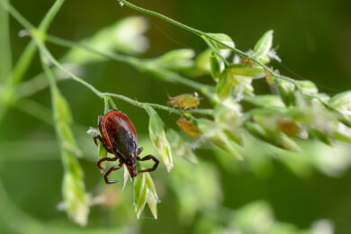 Thüringen: Neue Zeckenart breitet sich aus