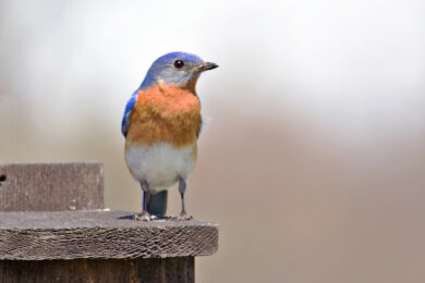 Virus der Vogelgrippe liebt warme Umgebung