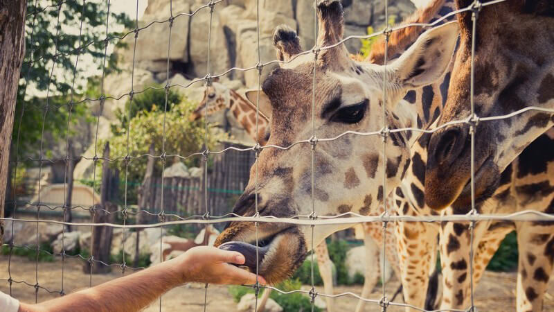 Giraffe im Zoo steckt den Mund durch den Zaun und frisst aus der Hand eines Besuchers