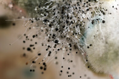 Desinfektionen bei Schimmel meistens unwirksam