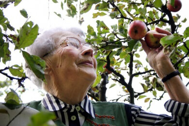 Äpfel stärken die Bronchien