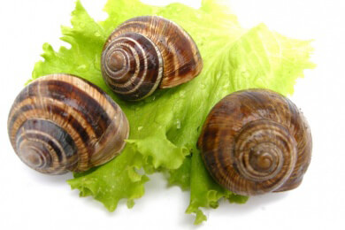 Beim Kampf gegen die Schnecken statt Schneckenkorn einmal Sägemehl und Kalk verwenden